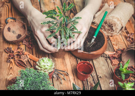 Le fleuriste derrière le travail. Mains de la fleuriste remplacer une plante dans un pot. Plantes grasses et cactus sur une table en bois Banque D'Images