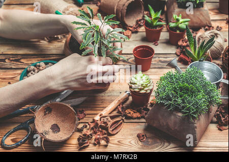 Le fleuriste derrière le travail. Mains de la fleuriste remplacer une plante dans un pot. Plantes grasses et cactus sur une table en bois Banque D'Images