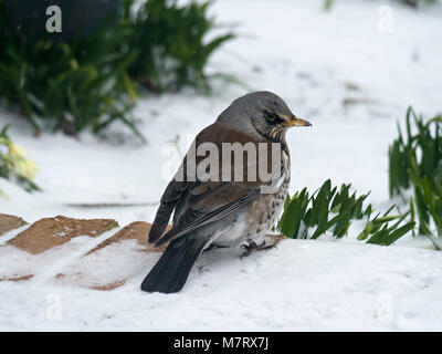 (F) Fieldfare Turdus oiseau accroupi sur le sol en hiver froid neige, Leicestershire, England, UK Banque D'Images