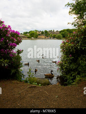 Newmillerdam, lac, d'un hangar à bateaux et environs, Wakefield, West Yorkshire, Royaume-Uni. Banque D'Images