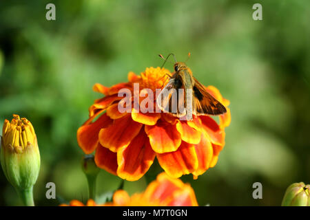 Un Colibri papillon sur un marigold Banque D'Images