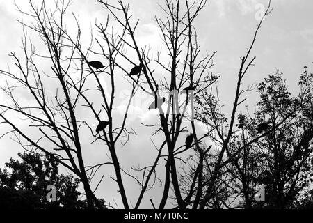 Une bande de vautours en un arbre silhouette Banque D'Images