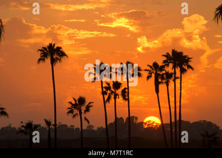 Sunset Palm, Mission Bay Park, San Diego, Californie Banque D'Images