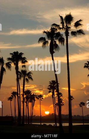 Sunset Palm, Mission Bay Park, San Diego, Californie Banque D'Images