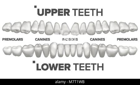 Dents 3D Vector Set. Les dents supérieures et inférieures. La santé dentaire. Stomatologie Dentisterie. Dent Blanche propre 3D Modèle. Illustration isolé réaliste Illustration de Vecteur