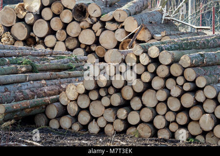 Tas de bois. Vue d'énormes piles de bois empilés dans une usine de bois d'œuvre. Banque D'Images