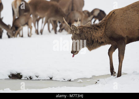 Chevreuil dans la neige. Deer boit de l'eau en hiver. Banque D'Images