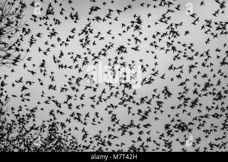 Troupeau d'oiseaux en noir et blanc.les oiseaux dans le ciel, certains dans l'accent, d'autres légèrement flous. Groupement de nombreux oiseaux. Banque D'Images