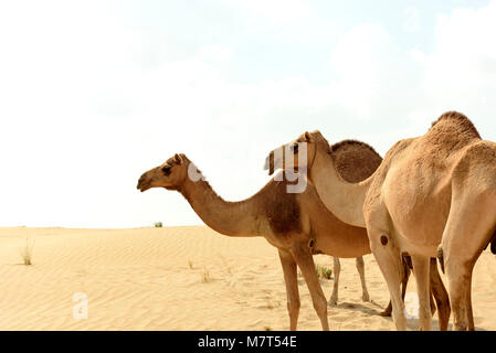 Des chameaux dans le désert de sable d'Arabie Banque D'Images