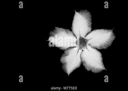 Fleur de nénuphar isolé en noir et blanc sur fond noir Banque D'Images