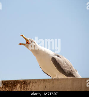 Une mouette solitaire debout sur un toit, la gueule ouverte, hurlant Banque D'Images