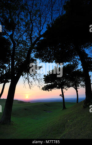 Coucher du soleil sur l'été Chanctonbury Ring, Parc National des South Downs, Sussex, England, UK Banque D'Images