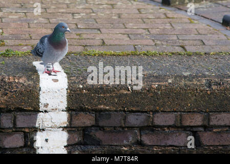 Pigeon blanc se tenait sur la ligne de départ avec look de concentration sur son visage avant de race Banque D'Images