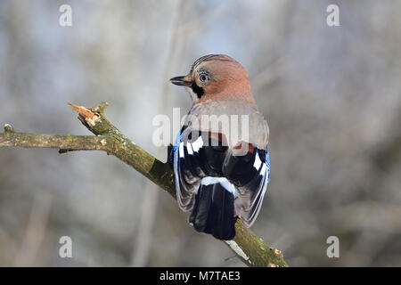 Eurasian jay (Garrulus glandarius) demi-assis tourné (regarde autour de lui à la recherche de danger). Banque D'Images
