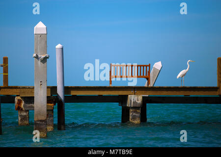 Aigrette, le héron, la grue d'oiseaux de chasse jouant dans les vagues de coucher du soleil. Banque D'Images