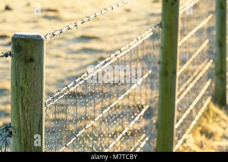 Frosty barbelés dans reflets soleil du matin Banque D'Images