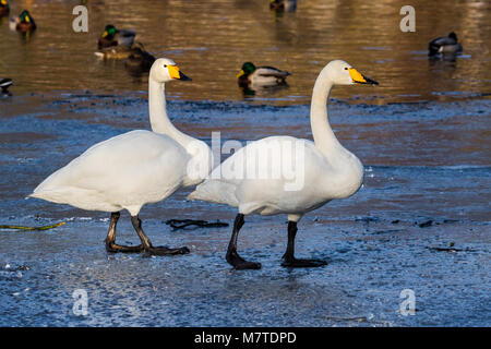 Deux cygnes chanteurs la marche sur la glace sur un lac gelé en partie. Hamrethern Lake, Fana, Norvège Banque D'Images