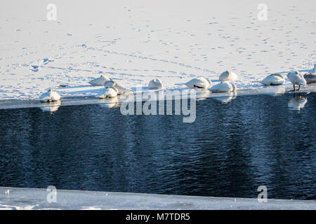 Un groupe de cygnes chanteurs en appui sur le bord de la glace sur un lac gelé. Klokkarvannet, Fana, Norvège Banque D'Images