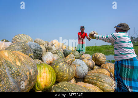 Les citrouilles sont chargement sur le bateau. Banque D'Images