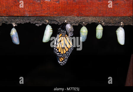 Papillon monarque, Danaus plexippus, émergeant de chrysalide, ferme aux papillons, jardins de la cascade La Paz, Costa Rica Banque D'Images