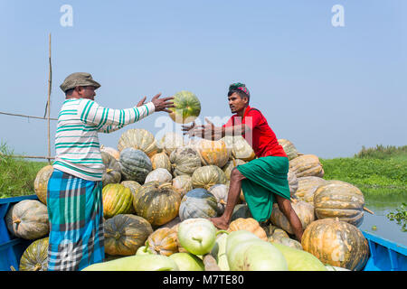 Les citrouilles sont chargement sur le bateau. Banque D'Images