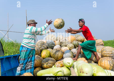 Les citrouilles sont chargement sur le bateau. Banque D'Images