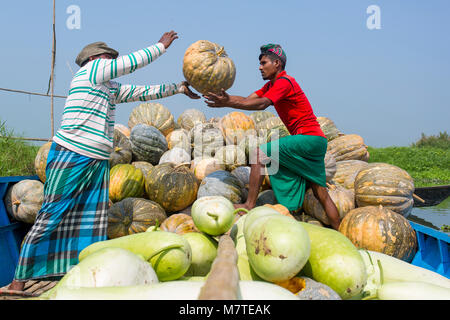 Les citrouilles sont chargement sur le bateau. Banque D'Images