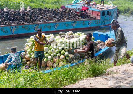 Les citrouilles sont chargement sur le bateau. Banque D'Images