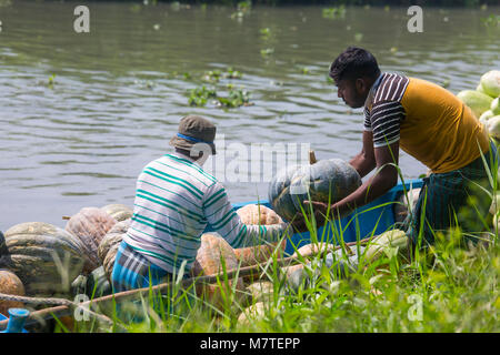 Les citrouilles sont chargement sur le bateau. Banque D'Images