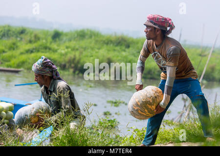 Les citrouilles sont chargement sur le bateau. Banque D'Images