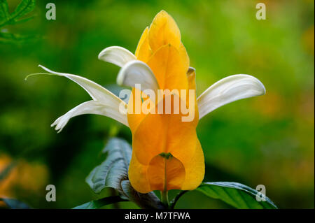 Pachystachys lutea, connu par les noms communs des plantes et crevettes sucette or plante, est un climat subtropical, doux-à tige arbuste. Banque D'Images