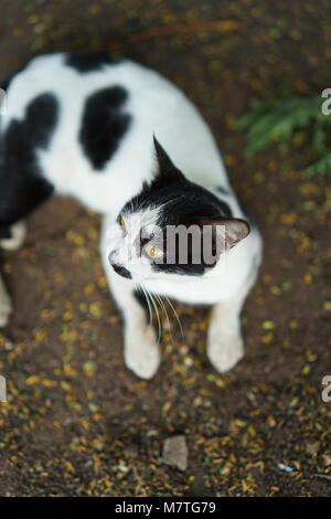 Un village cat jamais pose pour la photo Banque D'Images