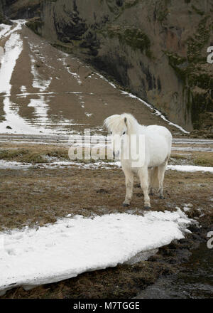 Icelandic Horse grazing in valley à l'Est de l'Islande, Vik Banque D'Images