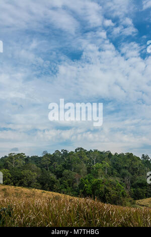 Paysage de prairie avec arbre , Parc national Khao Yai Thaïlande . Banque D'Images