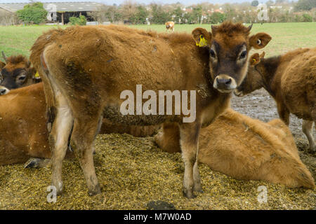 Jersey, Îles Anglo-Normandes, Royaume-Uni. 13 mars, 2018. Jersey mollets à l'extérieur dans un champ sur une journée ensoleillée,Jersey,Channel Islands Crédit : gallerie2/Alamy Live News Banque D'Images