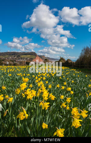 La ville de Sidmouth, Devon, UK. 13 mars 2018. Météo britannique. Les jonquilles à côté du South West Coast Path à Sidmouth dans le Devon en fleurs sur une chaude matinée ensoleillée. Les jonquilles ont été plantés dans le cadre d'un projet par le Sid Valley Association à planter un million de bulbes après un don généreux à la fin Keith Owen pour la conservation et le patrimoine naturel. Crédit photo : Graham Hunt/Alamy Live News. Banque D'Images