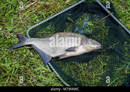 Gros poisson daurade en filets de pêcheur en herbe. Concept de pêche réussite, chance, fortune, réussite, le repos actif, hobby, campagne relaks Banque D'Images