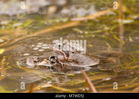 Les grenouilles (Rana temporaria) dans un étang d'élevage dans la région de Surrey, UK, avec frogspawn en Mars Banque D'Images