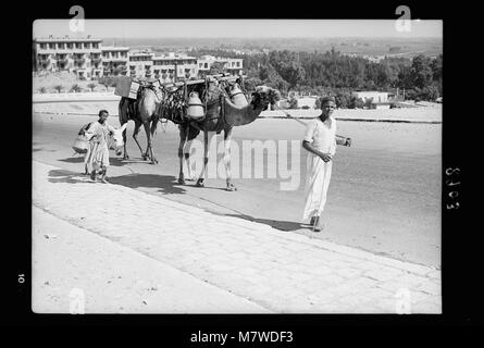 L'Égypte. Le Caire. Types et caractères. Les chameaux chargés de pots d'eau réservoirs & matpc LOC.17944 Banque D'Images