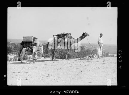 L'Égypte. Le Caire. Types et caractères. Les chameaux chargés de pots d'eau réservoirs & matpc LOC.17945 Banque D'Images
