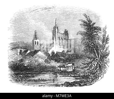 En face des ruines, de bovins Byland Abbey près d'un petit village de l'état du district de North Yorkshire, Angleterre. Elle a été fondée comme une Savigniac Abbey en janvier 1135 et a été absorbée par l'ordre cistercien en 1147. Banque D'Images