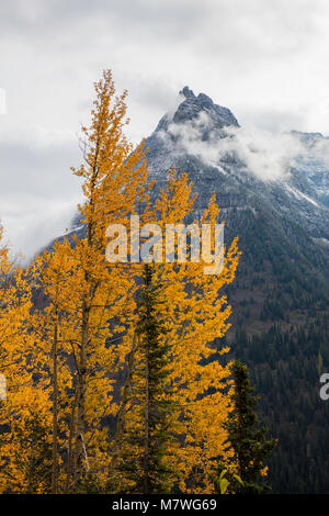 Aspen or le long de la route de soleil, automne, Glacier National Park, Montana Banque D'Images