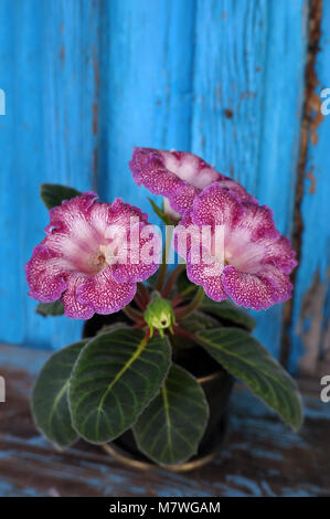 Velvet Gloxinia fleur dans un pot de fleurs. Banque D'Images