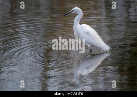 L'aigrette garzette debout dans un bassin de pêche avec un reflet dans l'eau Banque D'Images