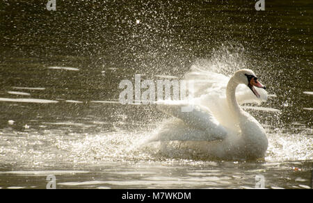 Cygne muet en colère dans une trappe avec une pulvérisation d'eau en plein soleil ébouriffant ses plumes et piailler Banque D'Images