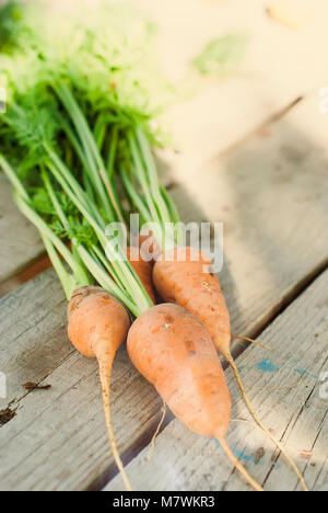 Fraîchement lavés ensemble les carottes avec un tops sur l'ancien en bois table. selective focus Banque D'Images