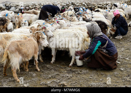CHANGTANG, Tibet, Ladakh, INDE - 06 juillet 2017 : Pierre homestead Changpa indiennes aux animaux de ferme, de chèvres qui leur sont recueillir la laine pashmina. Les femmes Banque D'Images