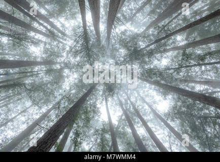 Cathedral Grove, le Mont Tamalpais State Park, comté de Marin, en Californie Banque D'Images