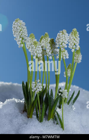 Grape hyacinth (Muscari botryoides, Pärlhyacint) Banque D'Images