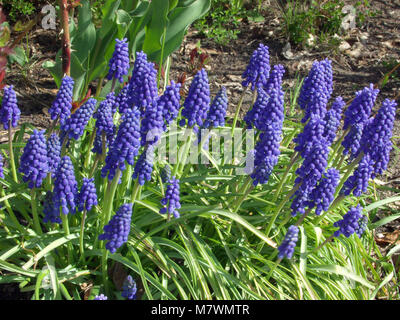 Grape hyacinth (Muscari botryoides, Pärlhyacint) Banque D'Images